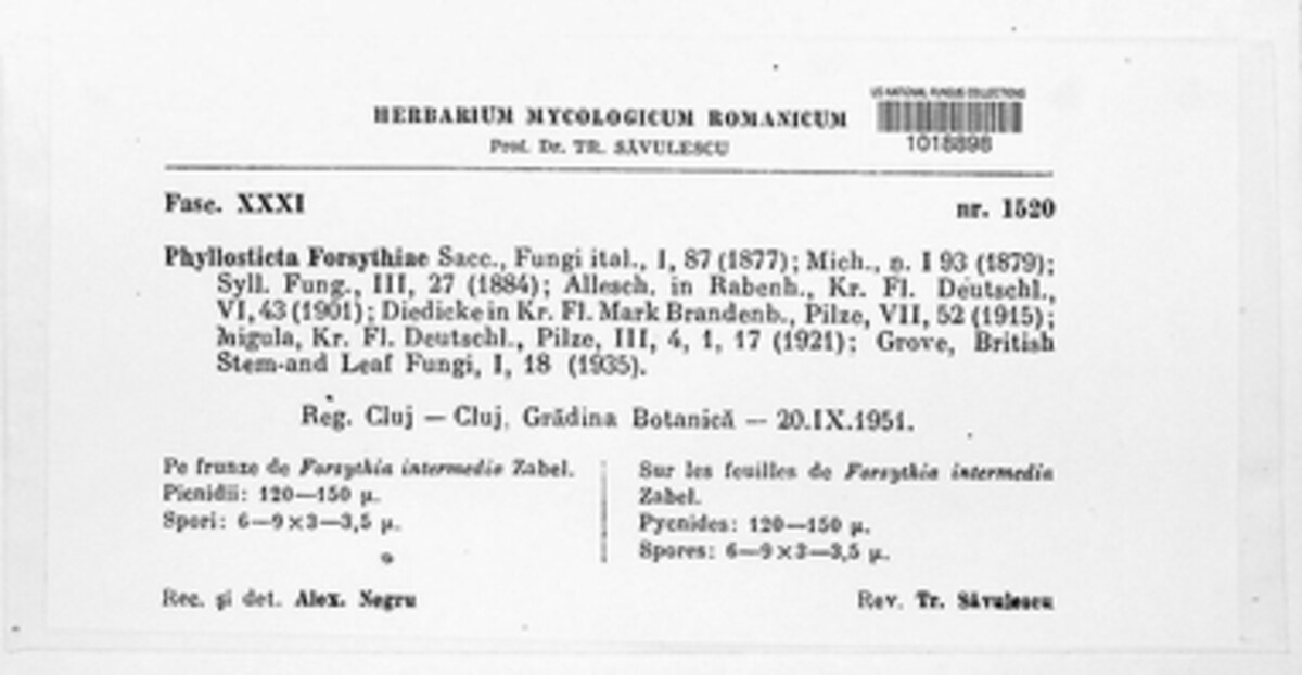 Boeremia exigua image